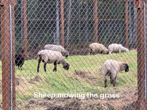 sheep mowing grass